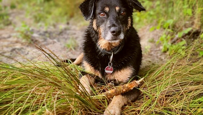 Urlaub Deutschland Reisen - 3 Tage Unsere erste Hundereise nach Bad Wildungen, wuff, wuff